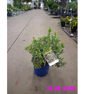 Pieris jap. 'Little Heath' C 2 L